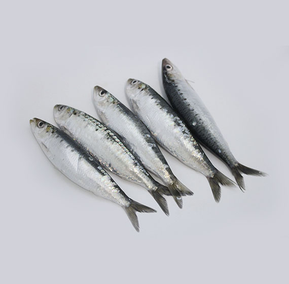 imagen sardina