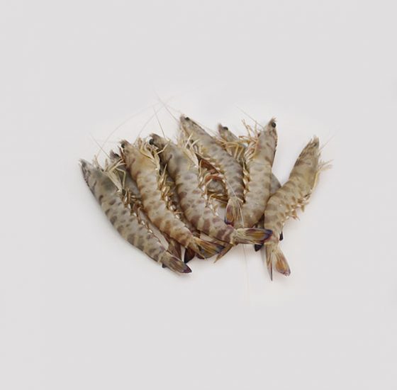 imagen langostino