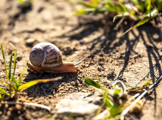 imagen slow food representada con caracol